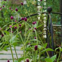 セイロンライティア,今庭,ガーデニング,ナチュラルガーデン,お庭の画像