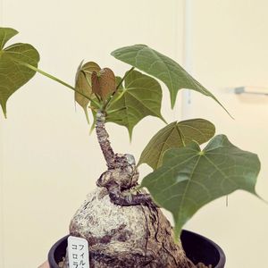 フィルミアナ コロラータ,塊根植物,珍奇植物,植中毒,バルコニストの画像