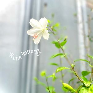 ハイビスカス,桔梗,いろいろ,ソフォラリトルベイビー,ハイビスカス ホワイトバタフライの画像