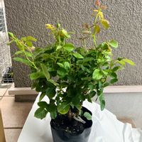 花のある暮らし,バラ・ミニバラ,週末ガーデナー,みどりのある暮らし,マイスタージンガーの画像