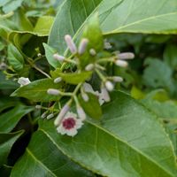 へクソカズラ,番外編　♪♪,まだまだ初心者,花のある暮らし,緑のある暮らしの画像