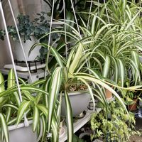 パイナップル,オリヅルラン,西洋フジバカマ,元気！,小さな楽しみの画像