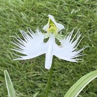 サギソウ,ガーデニング,山野草,お花が好き,さぎ草の画像