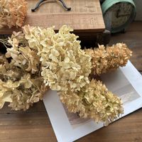 ドライフラワーのある暮らし,小さな庭の画像