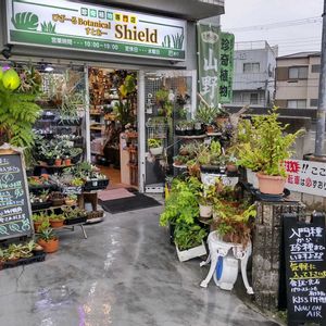多肉植物,ウラボシ科,ビカクシダ属,食中植物,塊根の画像