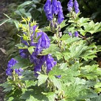 トリカブト,オクトリカブト,オクトリカブト,山野草,登山道の花の画像