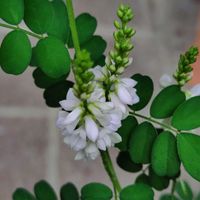 コマツナギ,ヘクソカズラ,コマツナギ　白花の画像