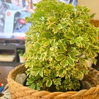 ポリシャス,観葉植物,リビング・ダイニングの画像