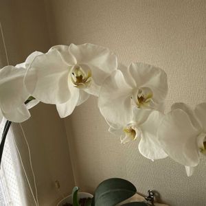 胡蝶蘭,鉢植え,花のある暮らし,綺麗,綺麗な色の画像