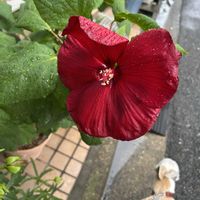 トロロアオイ,トロロアオイ,モミジアオイ,モミジアオイ,アメリカフヨウの画像