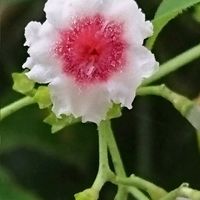 キンカン,キンカン,夏みかん,金柑,ヤイトバナの画像