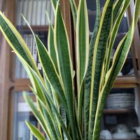 サンスベリア,サンスベリア,観葉植物,ガーデニング,マイナスイオンの画像