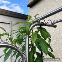 アボカド,タイム,クリーピング タイム,私の庭,8日は葉っぱの発表会の画像