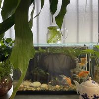 ビカクシダ,コーヒーの木,ダバリア　ラビットフッド,アナカリス,多肉植物の画像