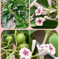 ナデシコ,ハイビスカス,ネギ,ヘクソカズラ,今日のお花の画像