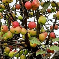 リンゴ,散歩の途中の画像
