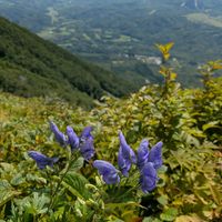 トリカブト,オオカメノキの実,登山,北海道,絶景の画像