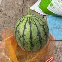 スイカ,ネクタリン,家庭菜園の画像