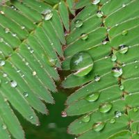 オジギソウ,マンションの花壇,可憐な火曜日,8日は葉っぱの発表会,✨雨粒は魔法使い✨の画像