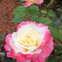 薔薇,ゲーテローズ,ダブルデライト,シルクロード,さおりの画像