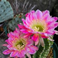 サボテン,花サボテン,多肉植物,サボテンの花,花のある暮らしの画像