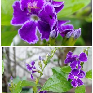 シコンノボタン,ヤブラン,ヤブラン,デュランタ宝塚,鉢植えの画像