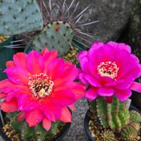 サボテン,花サボテン,ソエレンプシス,多肉植物,サボテンの花の画像