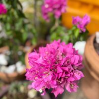 ブーゲンビレア,ブーゲンビレア,ブーゲン　ビリア,ブーゲンビレアの花,ブーゲンビレア♡の画像