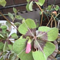 クローバー,鉢植え,可愛い,ピンクの花,葉っぱの画像