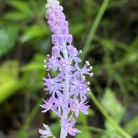 オオケタデ,ツルボ,わりと好きシリーズ❣️,大自然大好き仲間❣️,Love Natureの画像