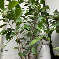 ガジュマル,観葉植物,ベランダガーデニング,バルコニー/ベランダの画像