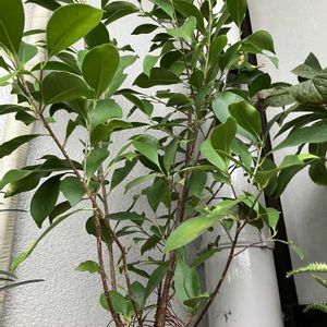 ガジュマル,観葉植物,ベランダガーデニング,バルコニー/ベランダの画像