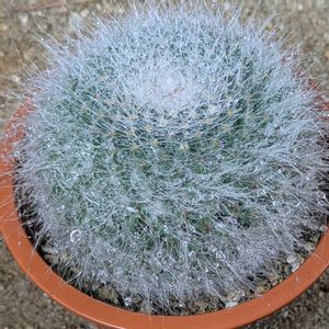 サボテン達,高砂,白蛇丸,黄刺大虹,自宅庭にての画像