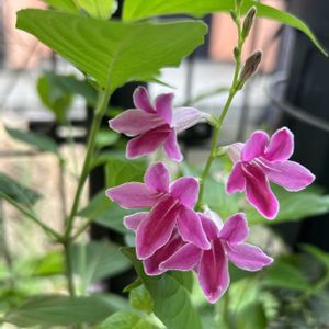 小さな花,カラーリーフ,可愛い,小さな花壇,処分品の画像