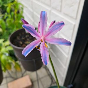 リコリス,リコリス・スプレンゲリー,鉢植え,明るい日陰,プランターの画像