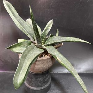 多肉植物,観葉植物,ガステリア属,珍奇植物,ビザールプランツの画像