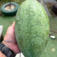 空中栽培,家庭菜園,畑,庭の画像