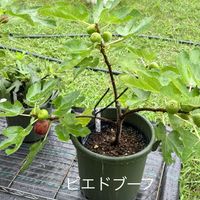 イチジク,ピエドブーフ,ピエドブーフ,ピエドブーフ,鉢植え果樹の画像