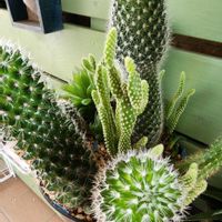 玄関アプローチ,庭,玄関内側の画像