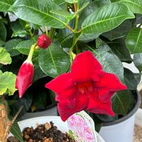 セントポーリア,マンデビラ,黄花アッツ桜,真っ赤な火曜日の画像