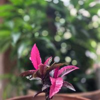 皇帝ダリア,万両〈紅孔雀〉,万両〈紅孔雀〉,万両〈紅孔雀〉,西洋朝顔　スノーフレークの画像