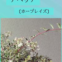 アベリア,スマホ撮影,いつもありがとう❤️,今を生きる,穏やかな毎日の画像