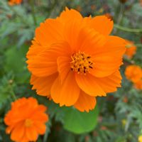 キバナコスモス,キバナコスモス,黄色い花,癒し,オレンジ色の花の画像