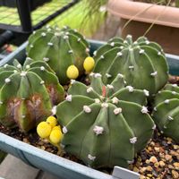 サボテン 大豪丸,　エキノプシス属,多肉植物,観葉植物,サボテン☆の画像
