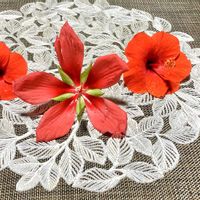 ハイビスカス,モミジアオイ,乙女心,可愛いお花,白いお花の画像