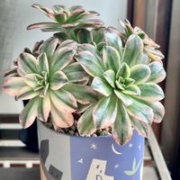 トリカラー,天使の雫,白雪ミセバヤ,そよ風の天使,多肉植物いろいろの画像