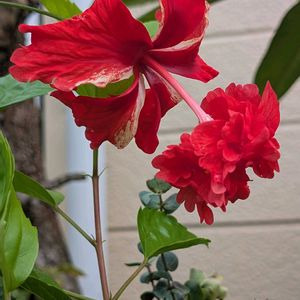 鉢植え,大好きなお花♡,大好きな花,花のある生活,自宅の花の画像