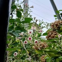 キバナコスモス,木槿(ムクゲ),センニンソウ(仙人草),ヘクソカズラ,ヘクソカズラの画像
