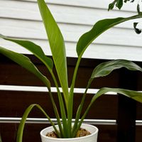 ハス,タビビトノキ,タビビトノキ,観葉植物の画像