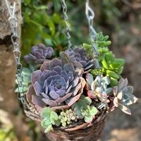 寄せ植え,多肉寄せ植え,多肉女子,多肉好き,GSの繋がりに感謝♡の画像